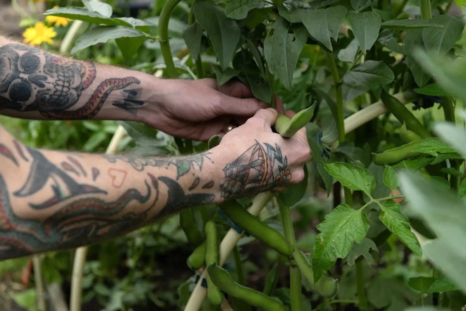 Close-up of the arms of an avid home grower harvesting greens. 